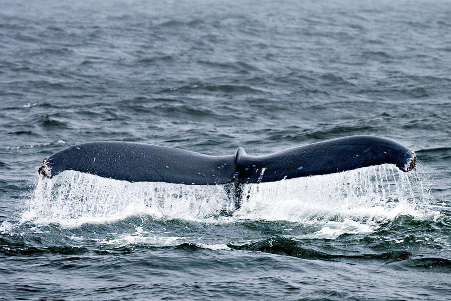 Humpback Whale, Farallon Islands, California, Usa Digital Art by Dick ...