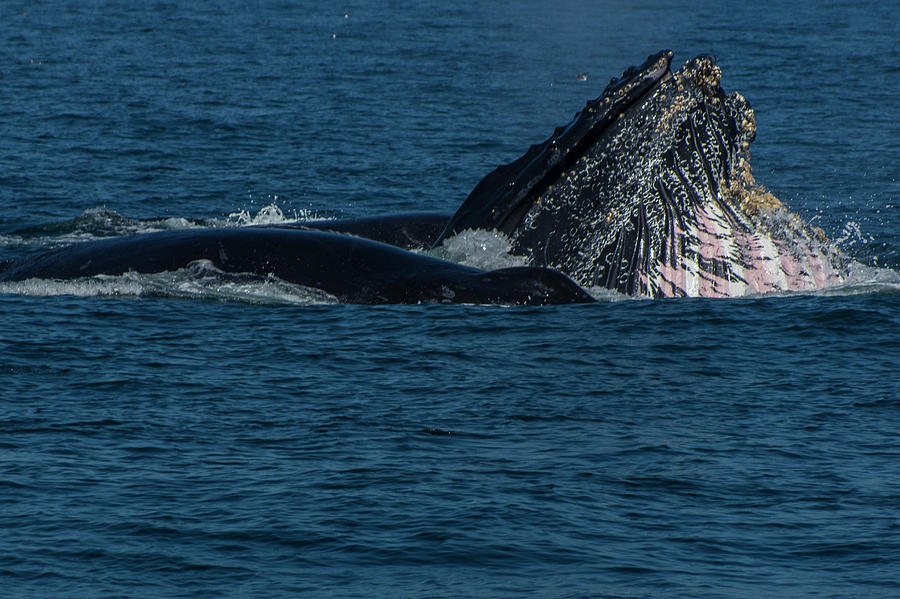 Humpback Whale Feeding Photograph by Donald Pash