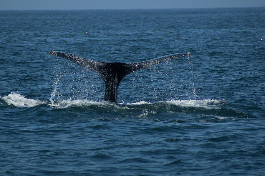 Humpback Whale Fluke 1 Photograph by Donald Pash
