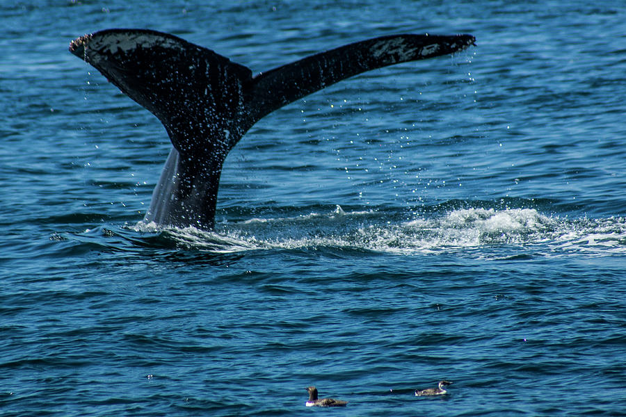 Humpback Whale Fluke  Photograph by Donald Pash