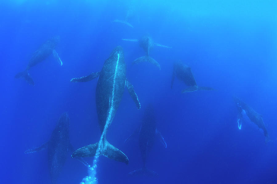 Humpback Whale Heat Run Photograph by Suzi Eszterhas