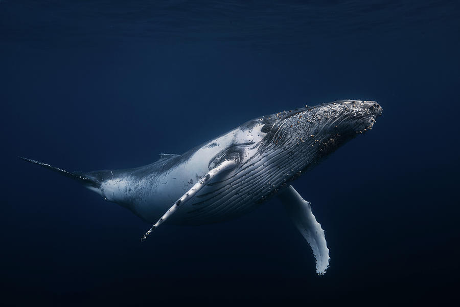 Humpback Whale In Blue Photograph by Barathieu Gabriel