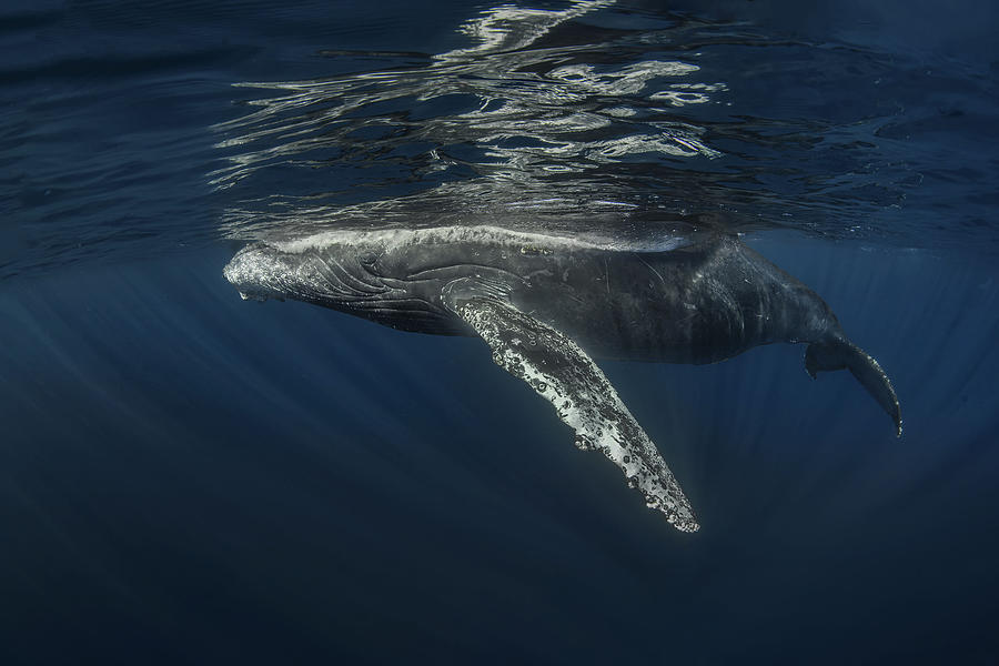 Humpback Whale Photograph by Jennifer Lu - Fine Art America