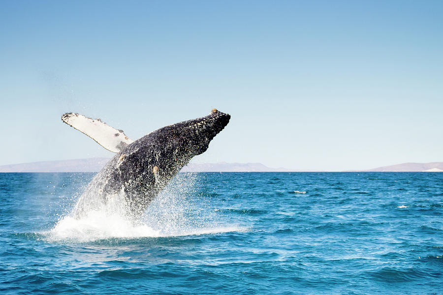 Humpback Whale, La Paz, Mexico Digital Art by Natalino Russo