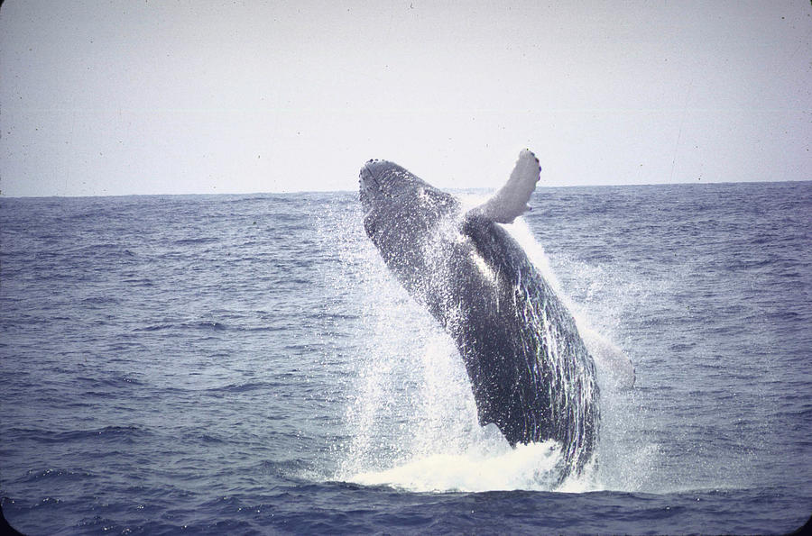 Humpback Whale Leaping Out Of Water Near Photograph by John Dominis Humpback Whale Leaping Out Of Water Near Photograph by John Dominis