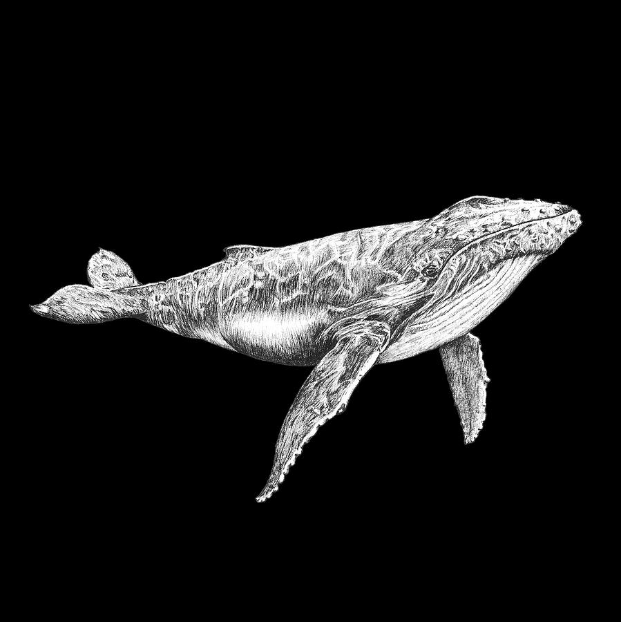 Humpback Whale Drawing by Maria Jimenez