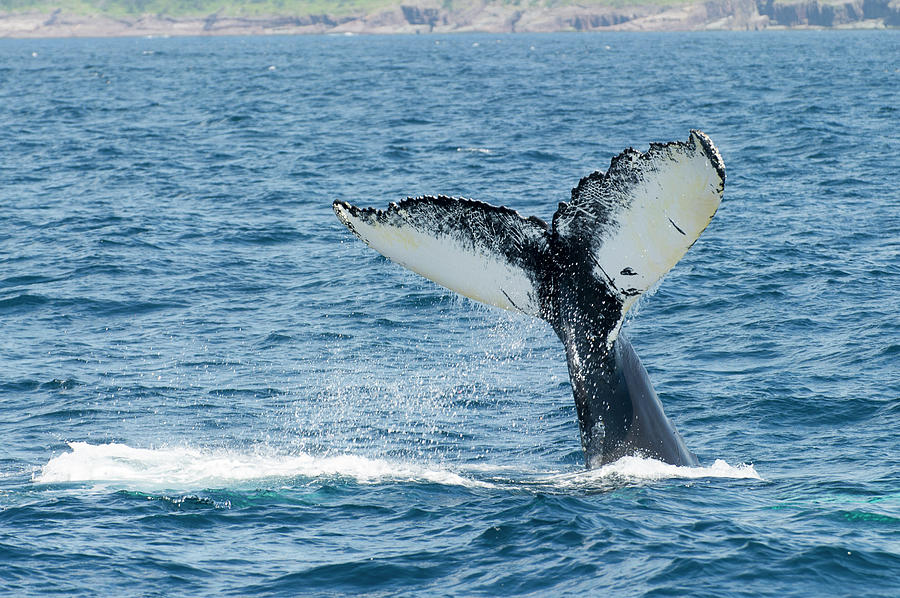 Humpback Whale Megaptera Novaeangliae Photograph by Aluma Images