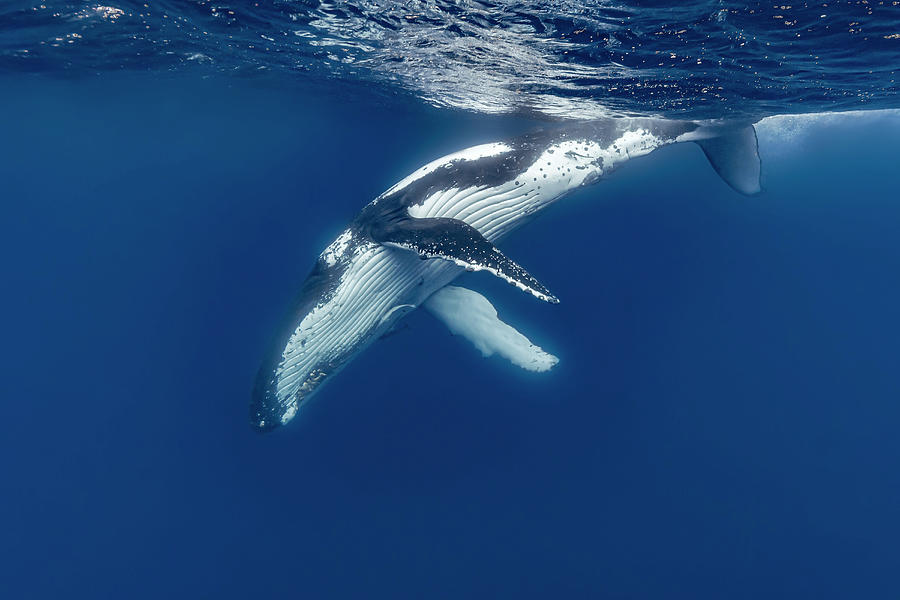 Humpback Whale Megaptera Novaeangliae Photograph by Bruce Shafer