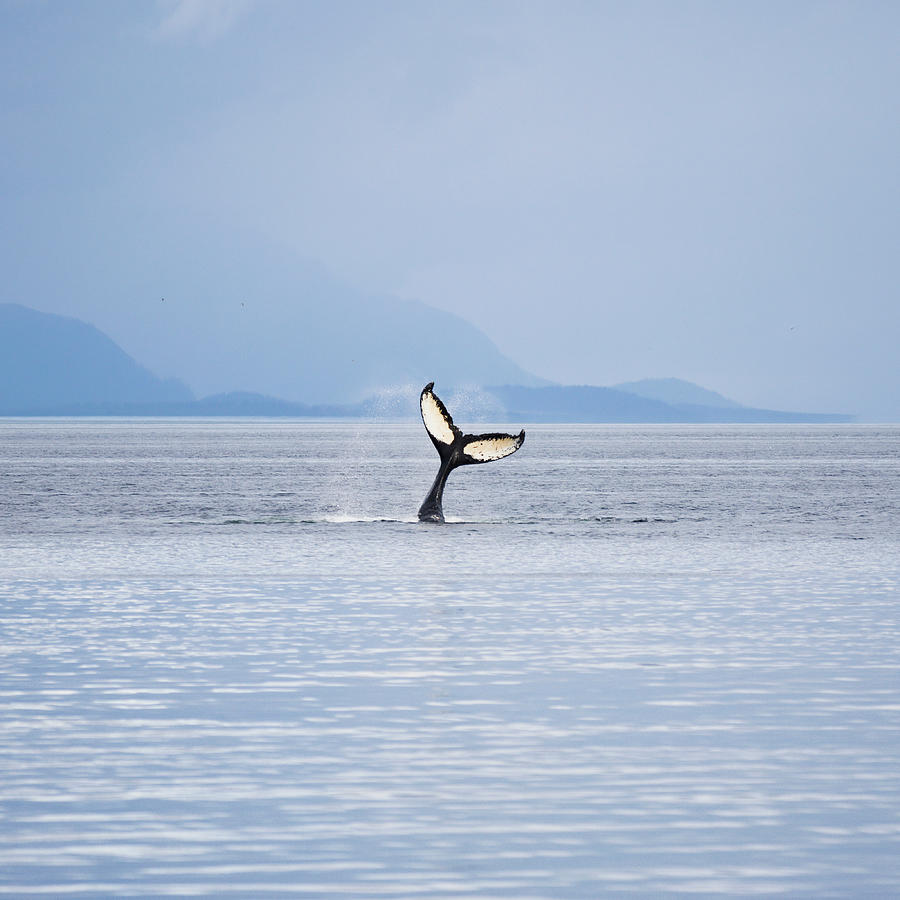 Humpback Whale Megaptera Novaeangliae Photograph by David Madison