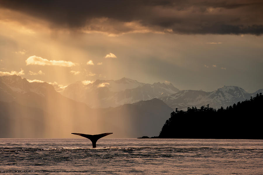 Humpback Whale  Megaptera Novaeangliae Photograph by John Hyde