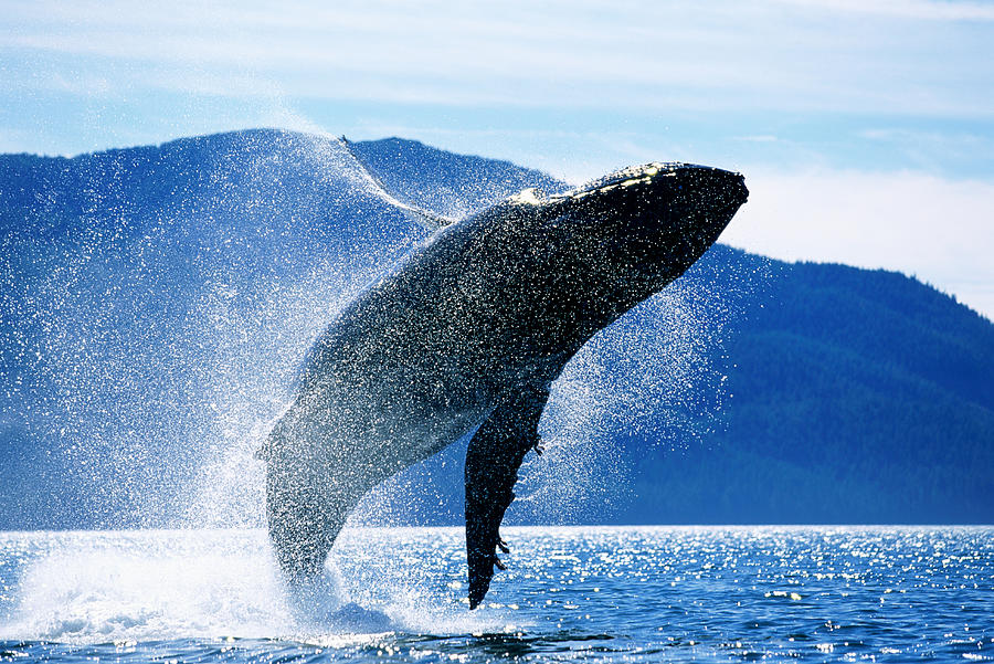 Humpback Whale Megaptera Novaeangliae Photograph by Paul Souders