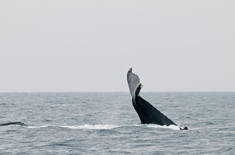 Humpback Whale Photograph by Mitsuharu Maeda/a.collectionrf