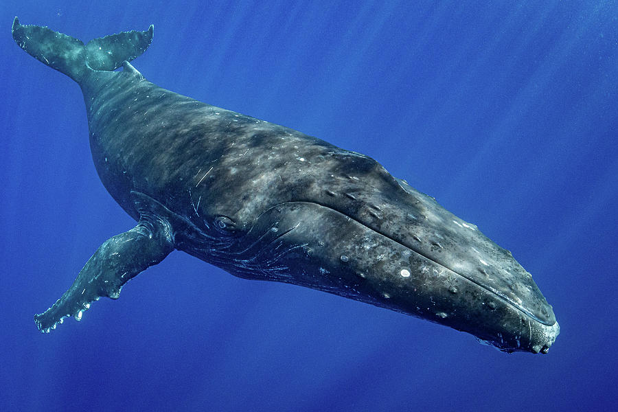 Humpback Whale, Moorea, French Polynesia, Pacific Ocean Photograph by ...