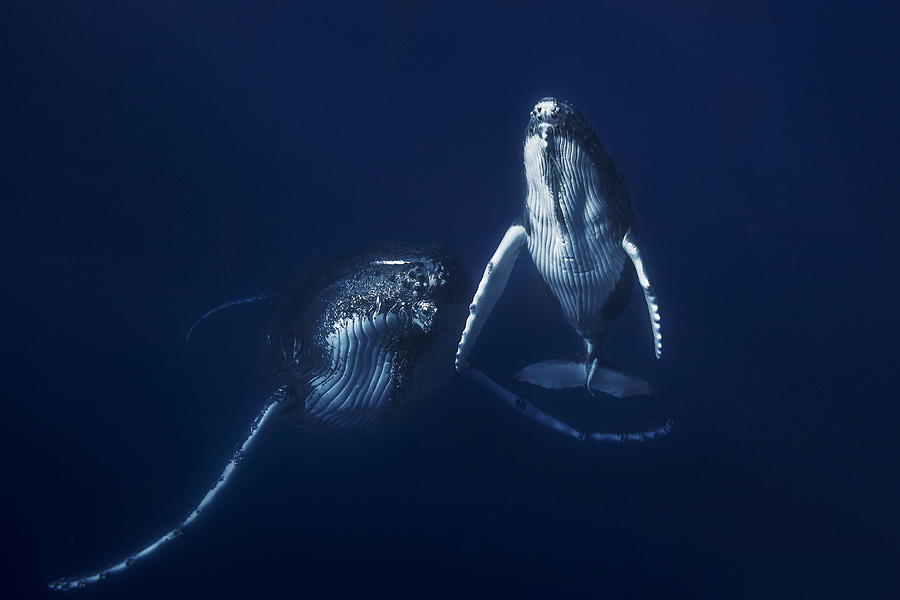 Humpback Whale Mother And Calf Photograph by Barathieu Gabriel