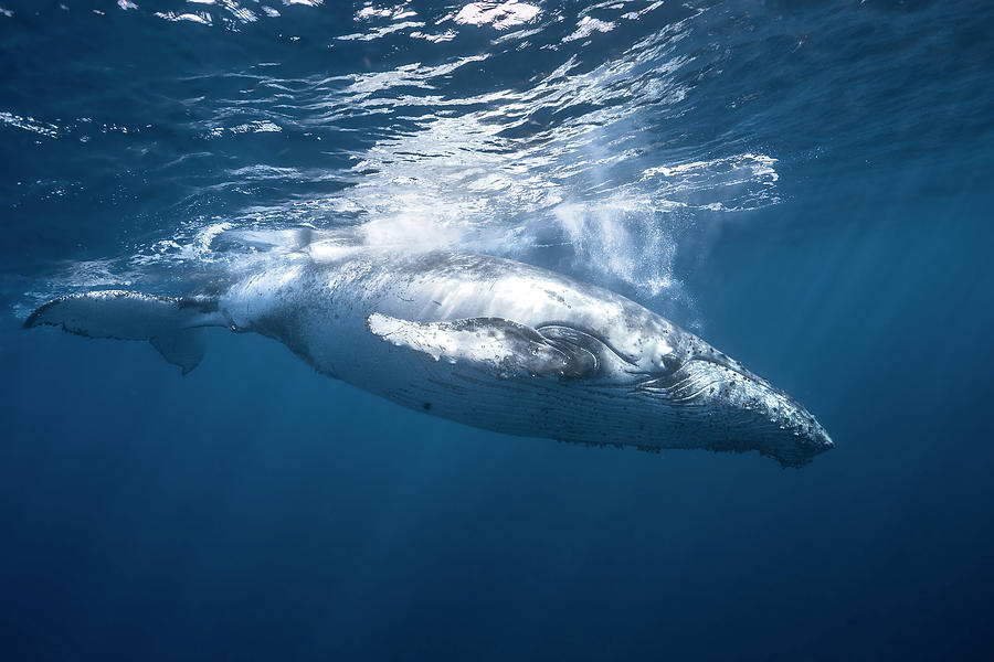 Humpback Whale Of Raunion Island Photograph by Barathieu Gabriel