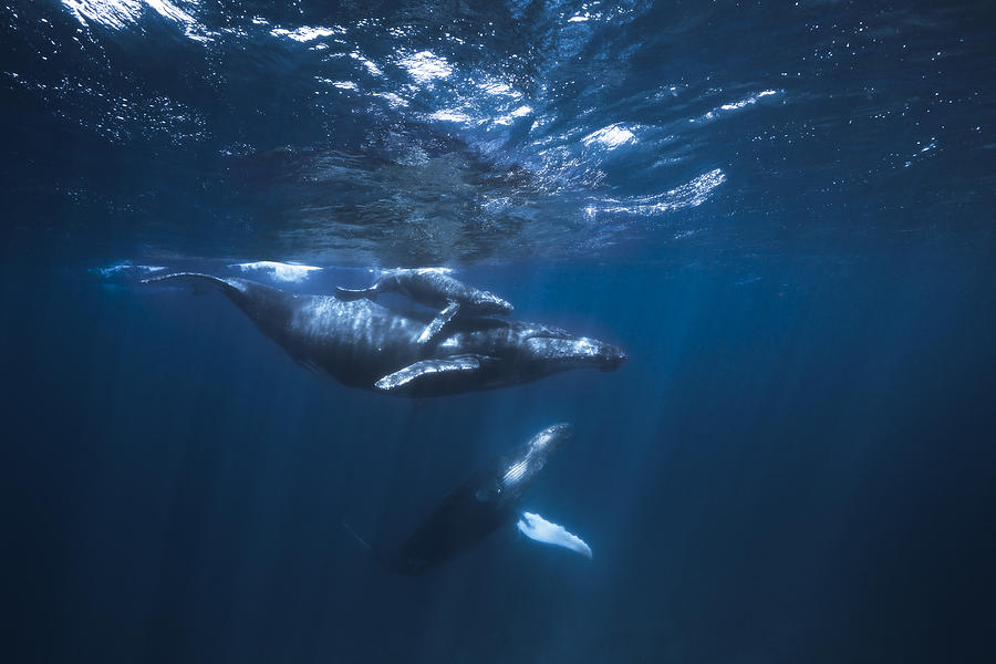 Humpback Whale On The Blue Photograph by Barathieu Gabriel