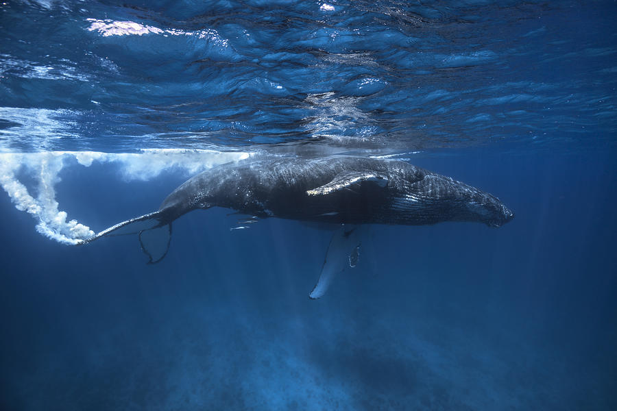 Humpback Whale On The Iris Bank Photograph by Barathieu Gabriel
