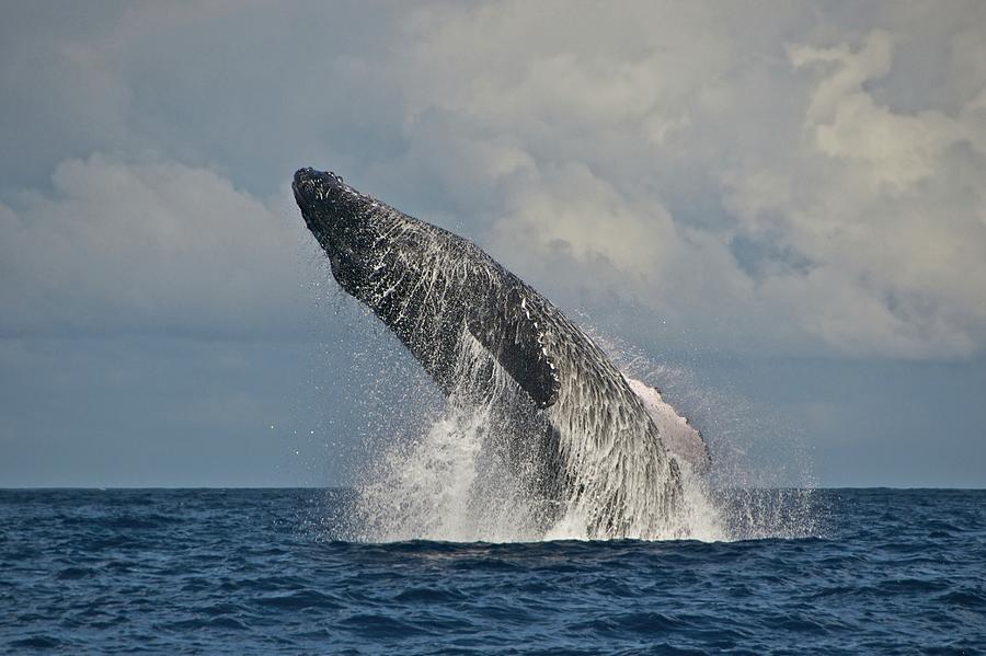 Humpback Whale Photograph by Share Your Experiences