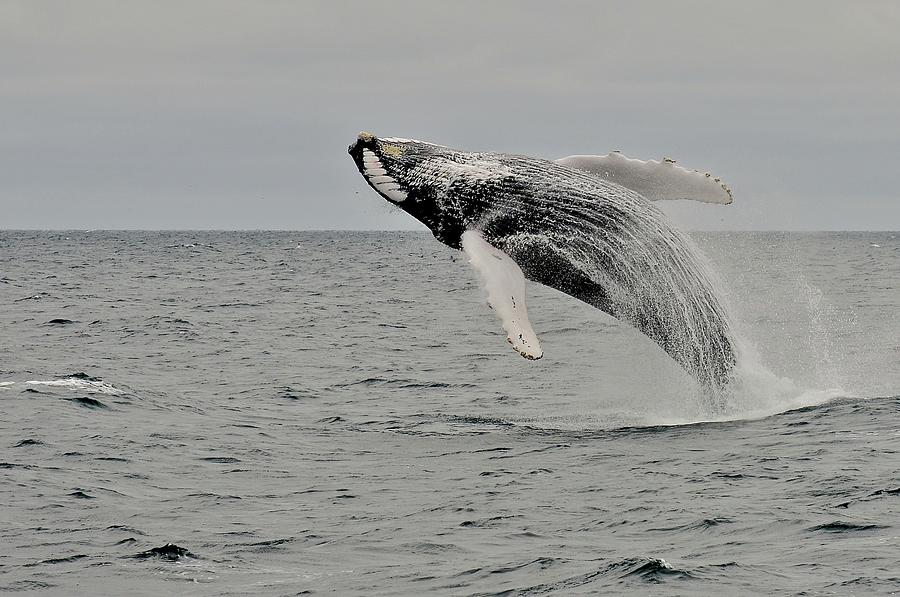 Humpback Whale Surfacing 2 Photograph by Chan Hawkins Photography