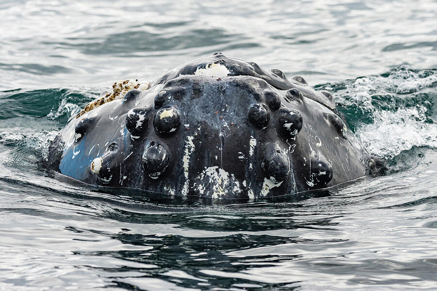 Humpback Whale Surfacing, Rostrum Above Water Surface, Bay Photograph ...