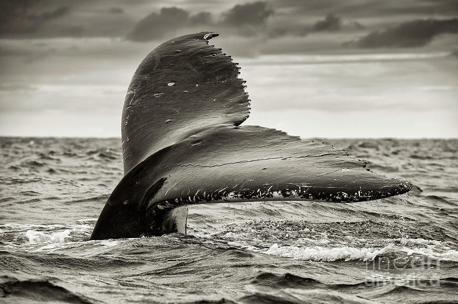 Humpback Whale Tail Flukes Photograph by Christopher Swann/science Photo Library