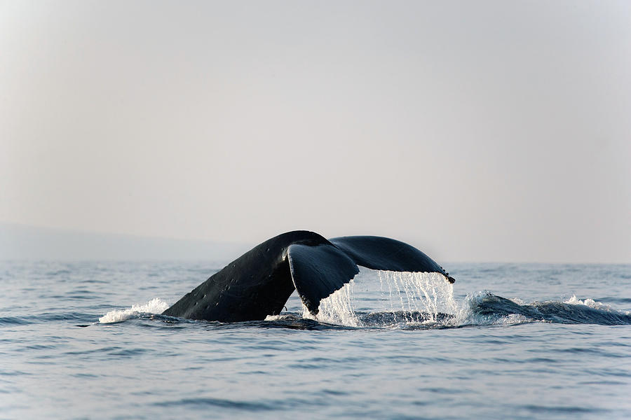 Humpback Whale Tail Photograph by M Sweet