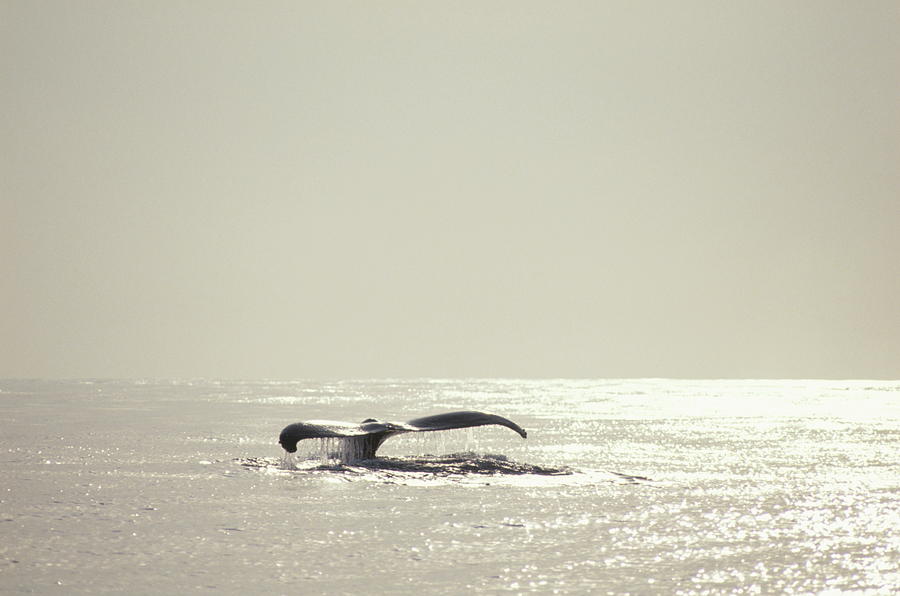 Humpback Whale, Tail Over Water Photograph by Yukimasa Hirota/amanaimagesrf