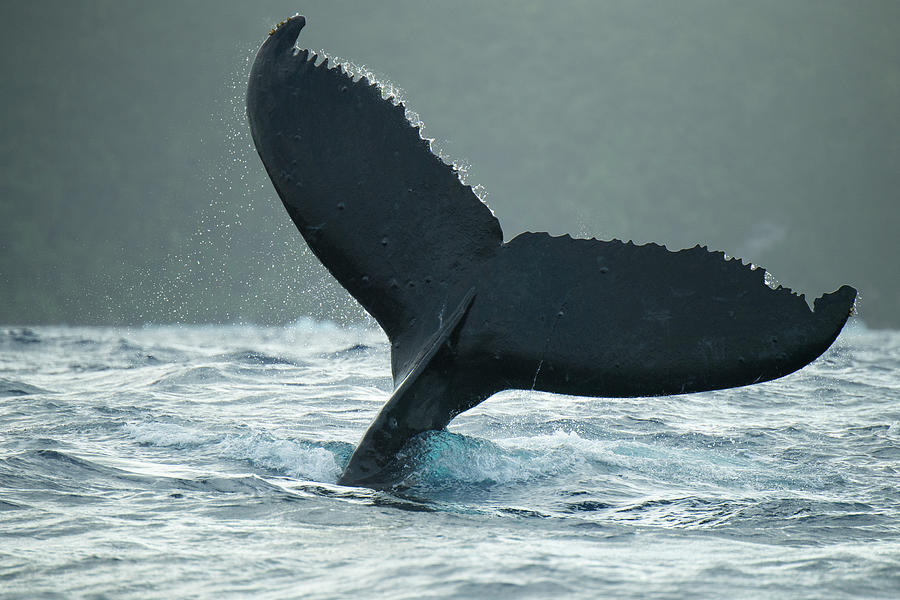 Humpback Whale Tail Slapping Photograph by Tui De Roy