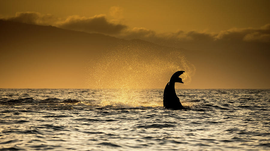 Sunset Photograph - Humpback Whale Tail With Water Spray At Sunset, Maui, Hawaii, Usa by Cavan Images