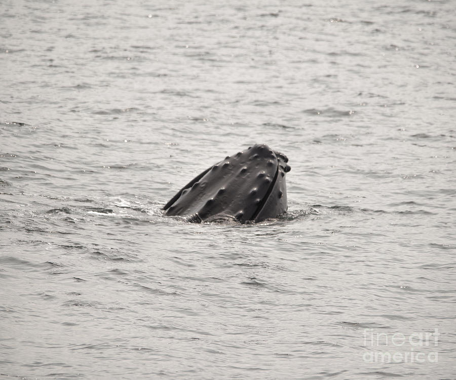 Humpback Whale Takes A Peak Photograph