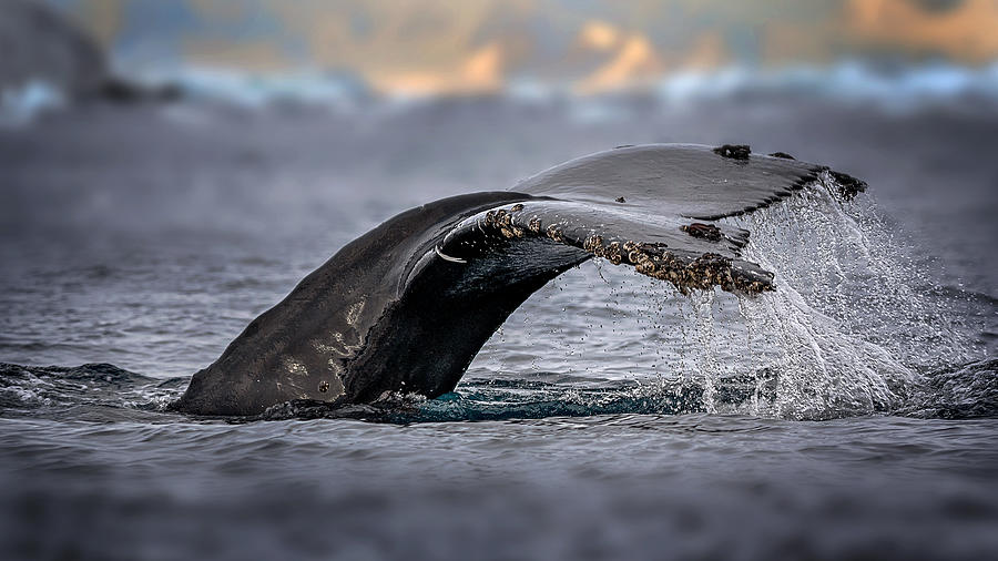 Black And White Photograph - Humpback Whale, The Owner Of Antarctic Ocean by Annie Poreider