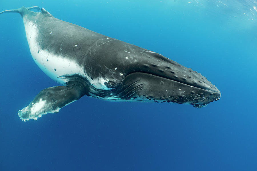 Humpback Whale, Vavau, Tonga Photograph by Tui De Roy
