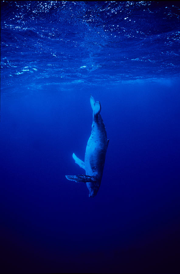 Humpback Whale,megaptera Novaeangliae Photograph by Gerard Soury