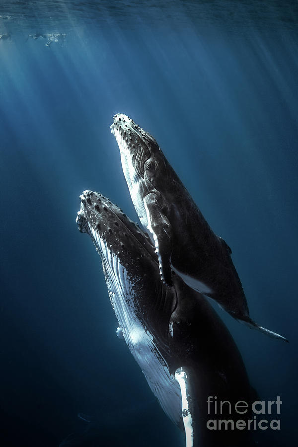 Humpback Whales And Calf Photograph by Seb c est bien