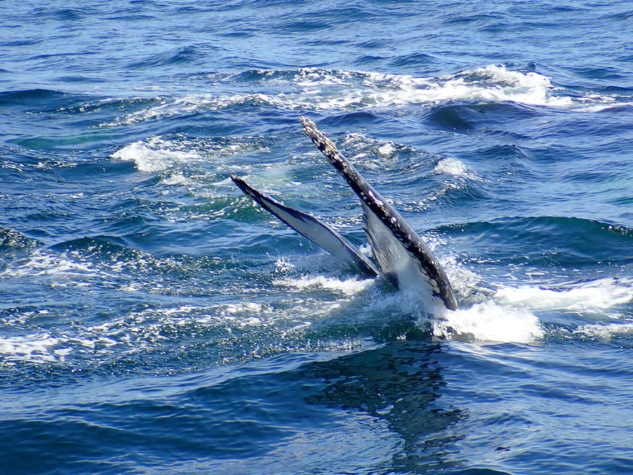 Humpback Whales at Stellwagen Bank 3 Photograph by Robert Nickologianis