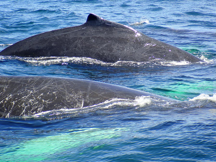 Humpback Whales at Stellwagen Bank Photograph by Robert Nickologianis