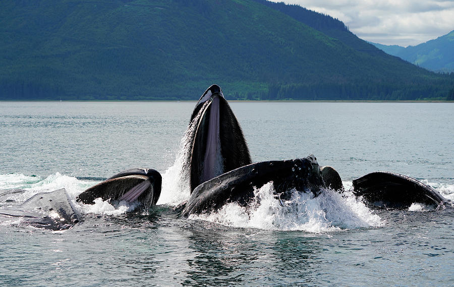 Humpback Whales Gulp Feeding Photograph by Hiroya Minakuchi