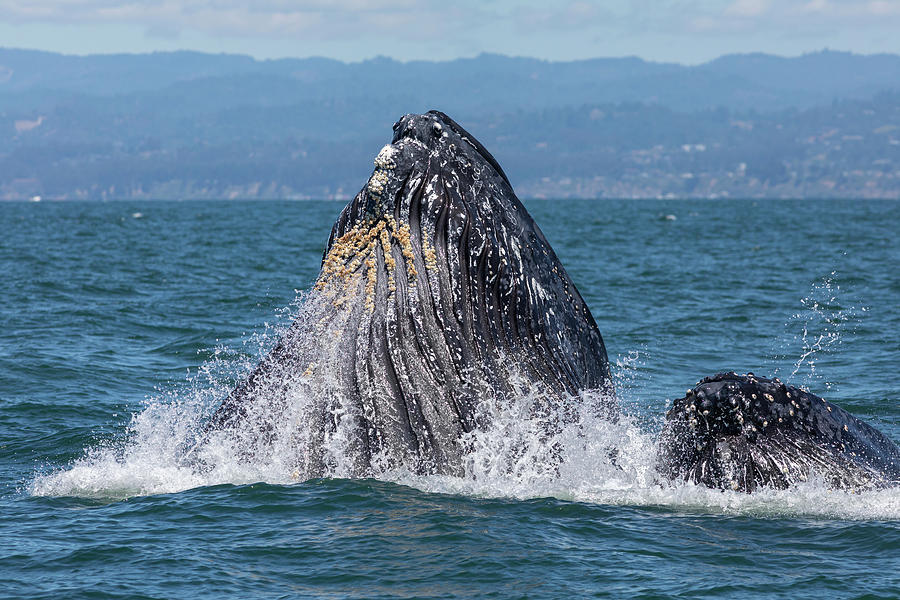 Humpback Whales Photograph by Lisa Malecki