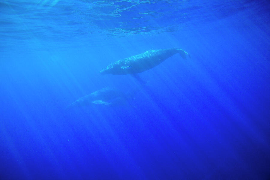 Humpback Whales, Open Pacific Ocean Photograph by Stuart Westmorland