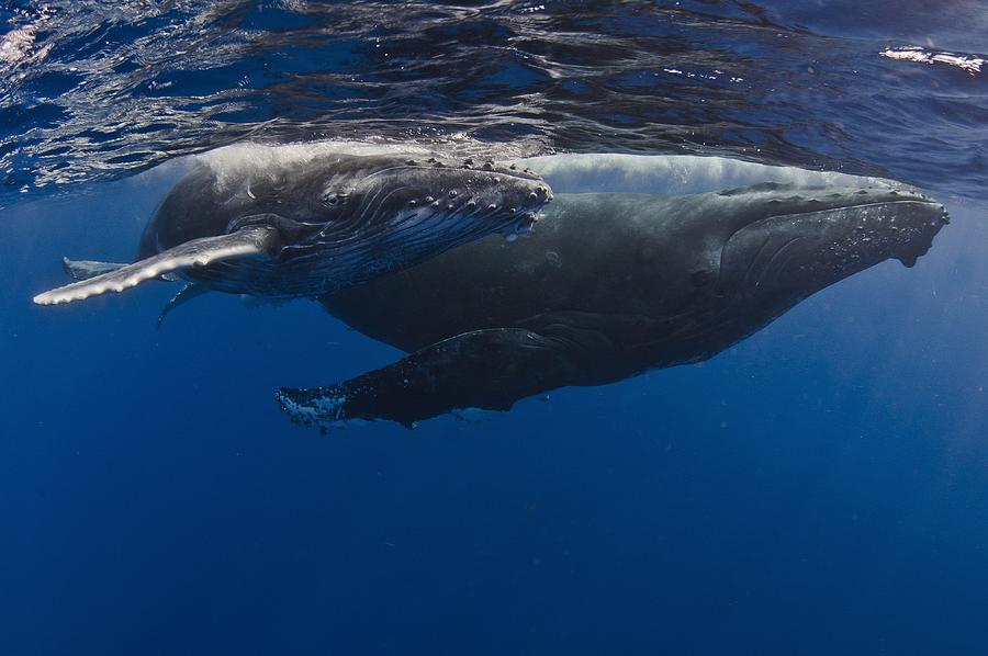 Humpback Whales, Reunion Island Photograph by Cédric Péneau | Fine Art ...