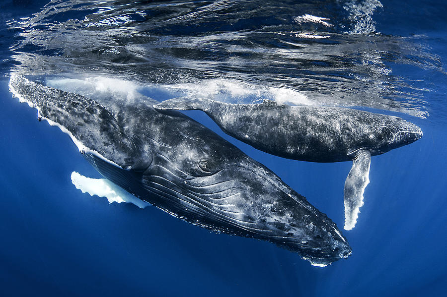 Humphback Whale And Calf, Reunion Island Photograph by Cdric Pneau