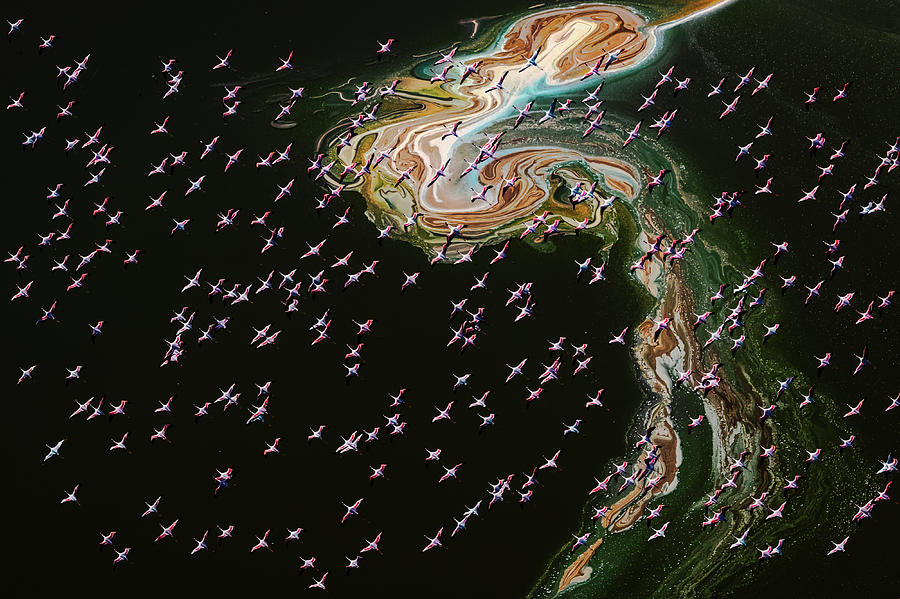 Hundreds Of Flamingos Photograph by John J. Chen