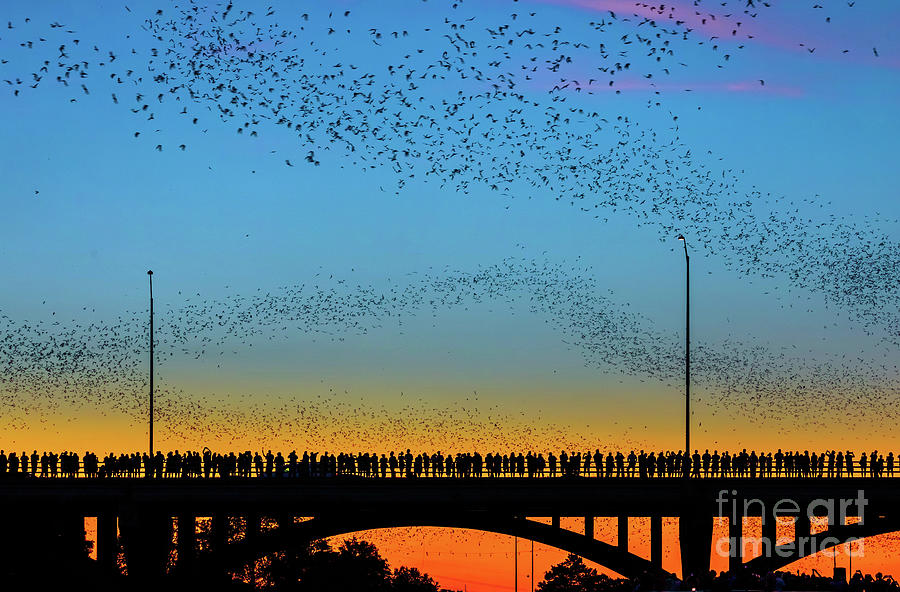 Bat Photograph - Hundreds of people gather to see the worlds largest urban bat colony by Dan Herron