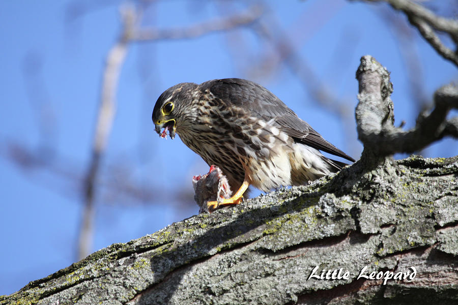 Hawk Photograph - Hunger by Sarah Lalonde