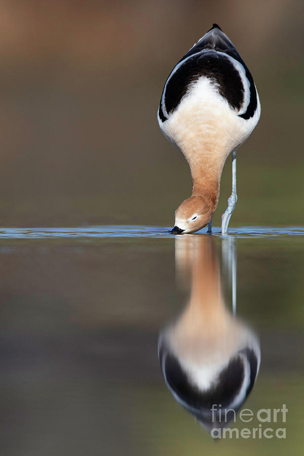 Hungry Avocet Photograph