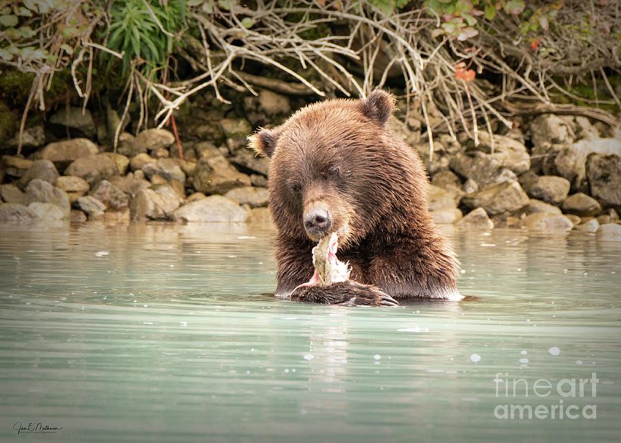 Hungry Bear Photograph
