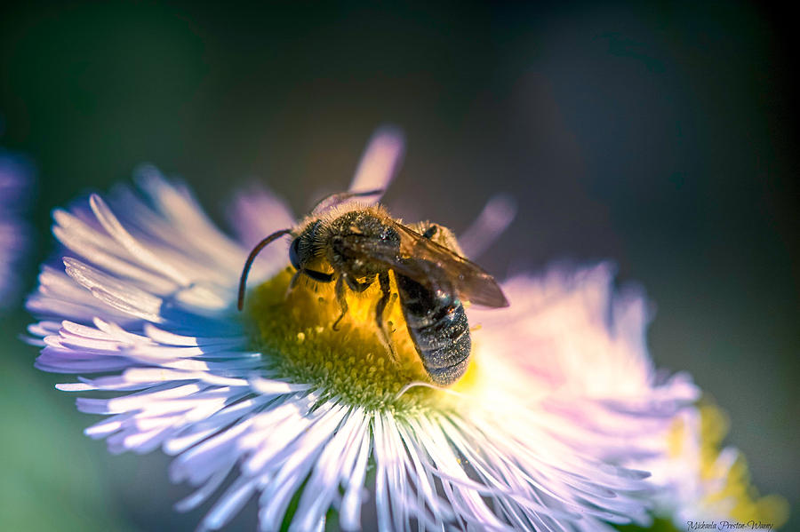 Hungry Bee by Michaela Preston Hungry Bee by Michaela Preston