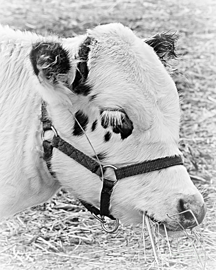 Animal Photograph - Hungry Calf by Kathy M Krause