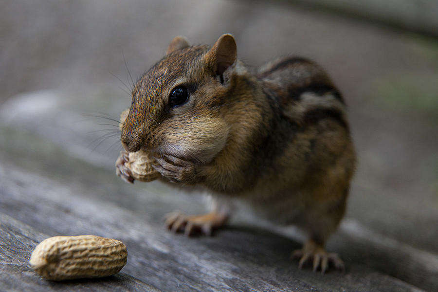 Animal Photograph - Hungry Chipmunk by Hassan Dehdaran Jabry