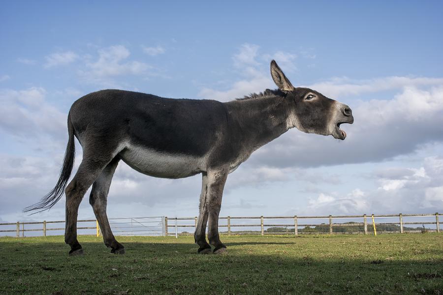Animal Photograph - Hungry!!!! by Gert Van Den Bosch